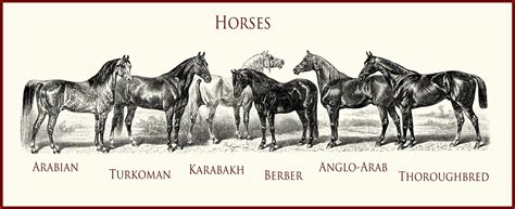 thoroughbred history.